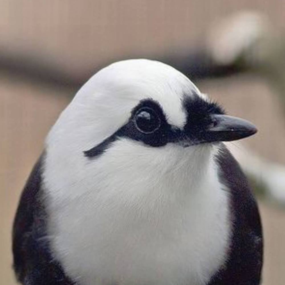 Meet your Posher, Susie